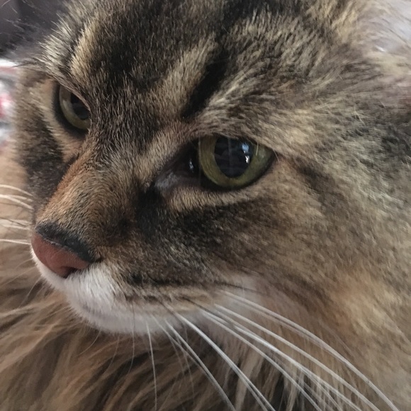 Meet your Posher, Katie - Picture 1 of 1